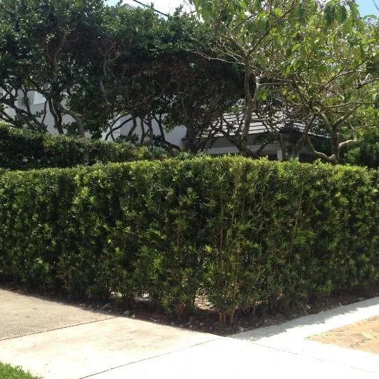 Podocarpos hedges 75% off get Big Discount&hellip. 
