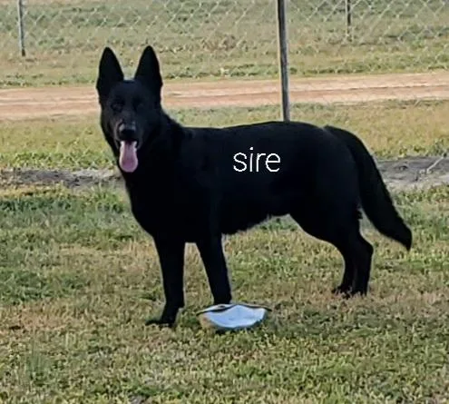 Akc German Shepherds