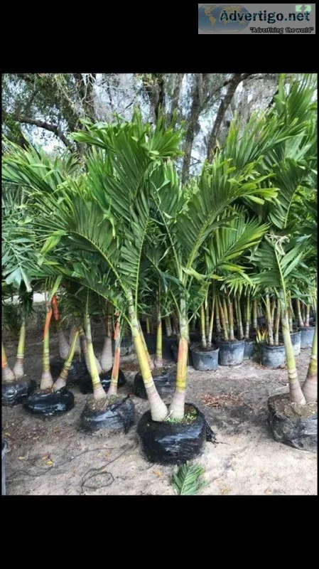 Christmas palms Best deal call now while supply lasts