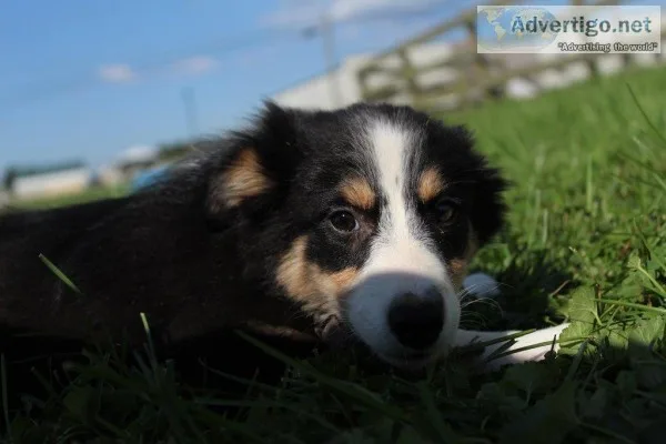Missy Female Australian Shepherd