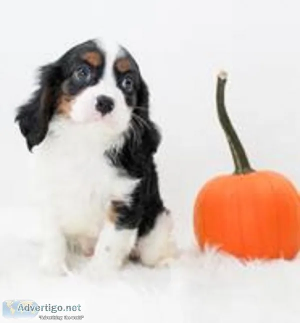 Wells Male AKC Cavalier King Charles