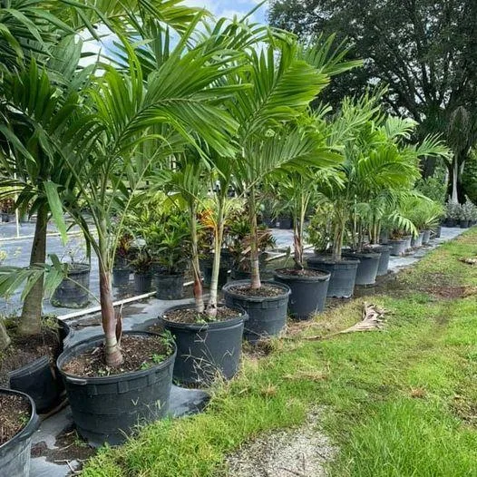 75% Off Christmas Palms HUGE LIQUIDATION SALE