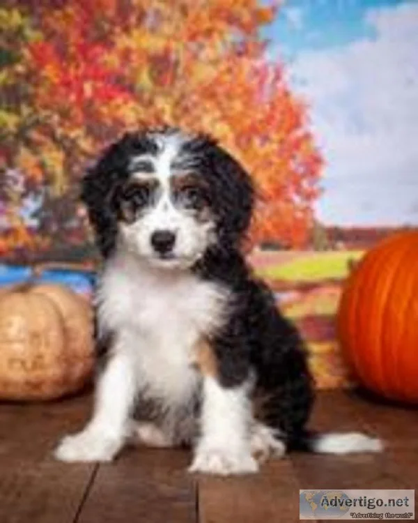 Rachel Female Mini Bernedoodle