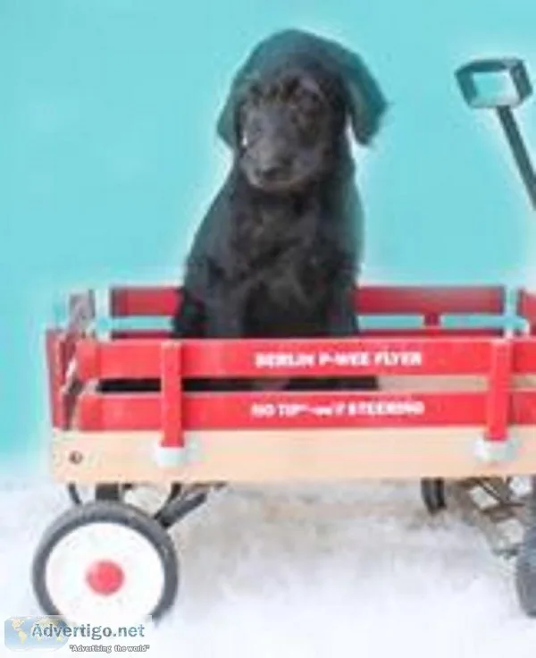 Mia Female F1b Labradoodle