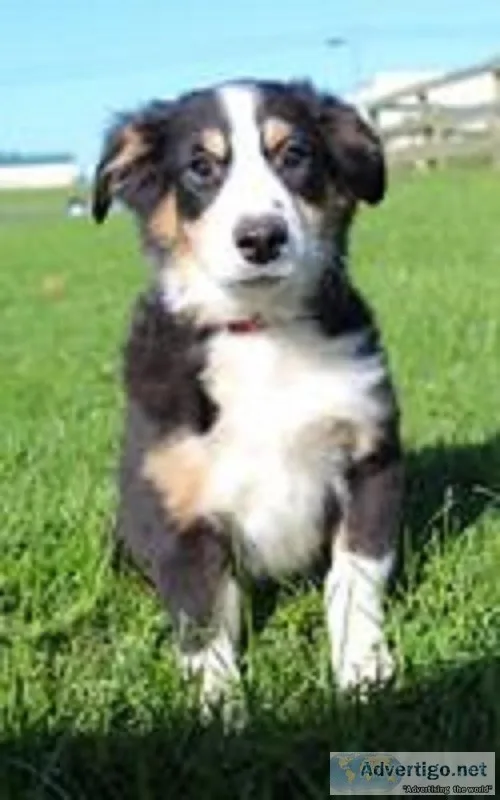 Max Male Australian Shepherd