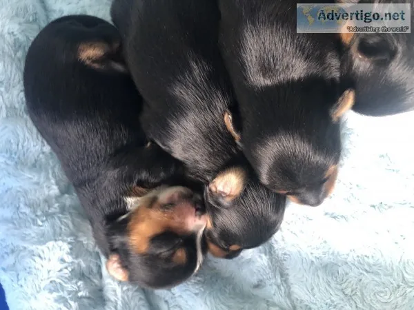 Yorkie Puppies