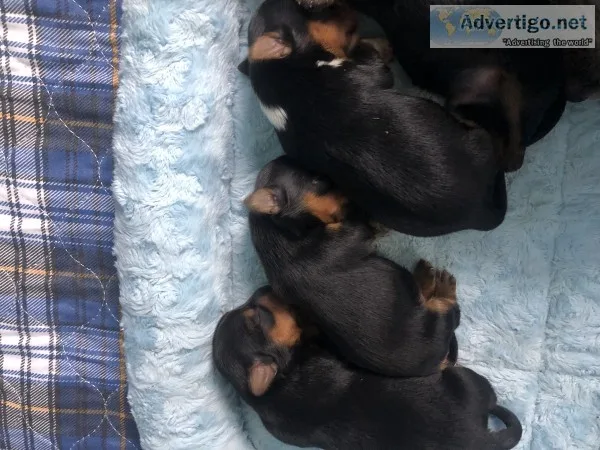 Yorkie Puppies