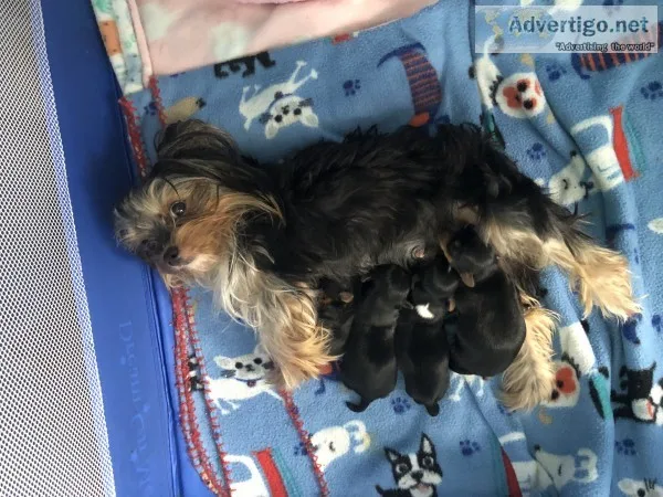 Yorkie Puppies