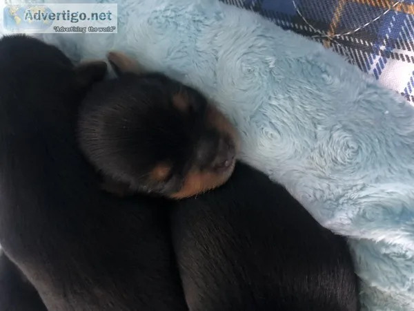 Yorkie Puppies