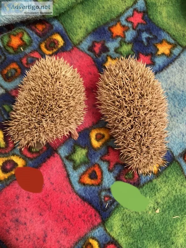 Baby hedgehogs