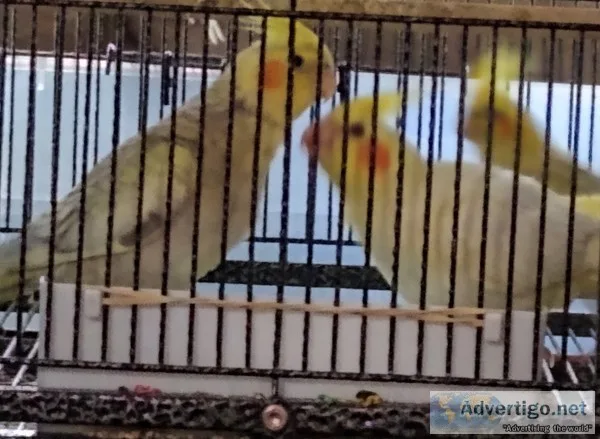 Cockatiels