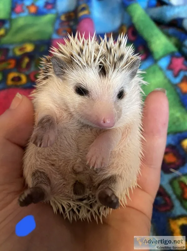Baby hedgehogs