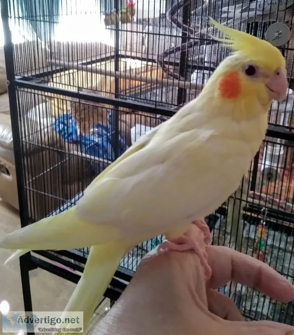 Cockatiels