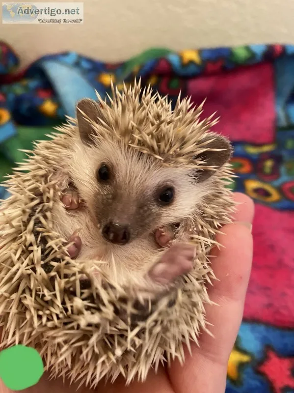 Baby hedgehogs