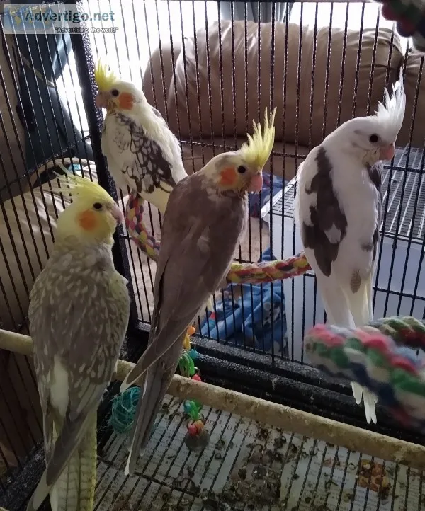 Cockatiels