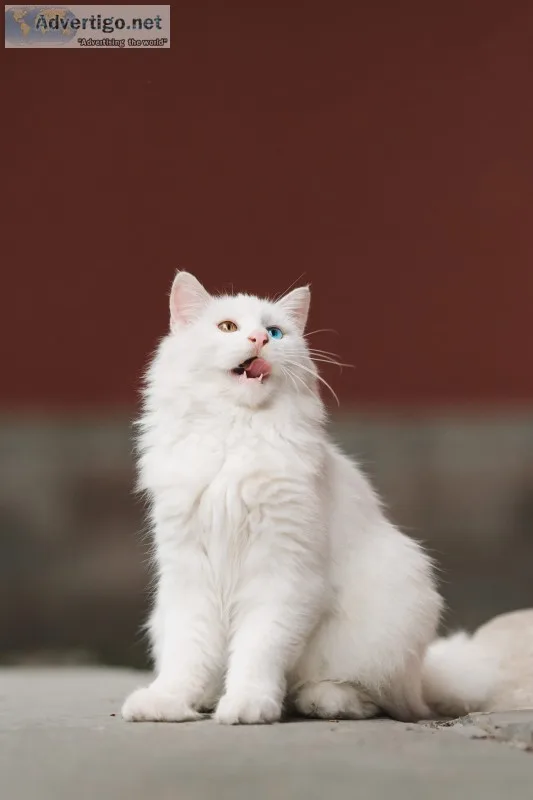 Persian Cat And Kitten For Sale In Gurgaon