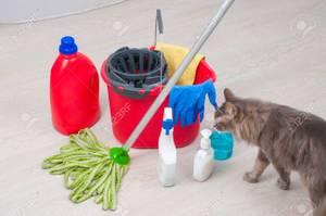 89 House Cleaning 67 Carpet Cleaning