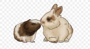  Guinea pig and rabbit boarding in my Fairport NY home