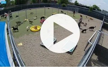 Cameras and The Benefit at Dog Boardingand Daycare - OKC and Moo