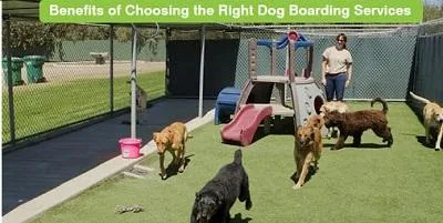 Long Term Dog Boarding OKC. Vera s Posh Paws.