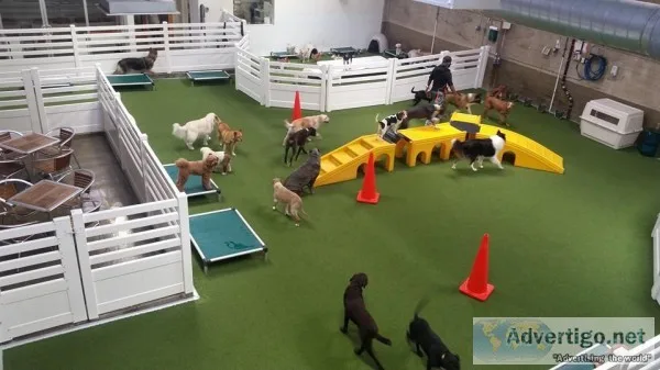 Vera s Posh Paws Dog Day Care center Service OKC USA.