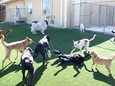 Dog Boarding Moore ok OKC USA.