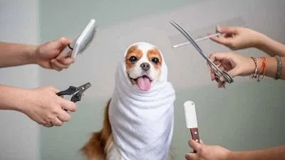 Mobile Pet Grooming OKC- USA Vera s Posh Paws.