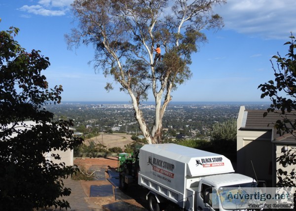 Tree pruning adelaide hills