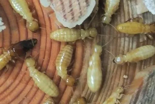 San Antonio Pest Control  Bugco.org