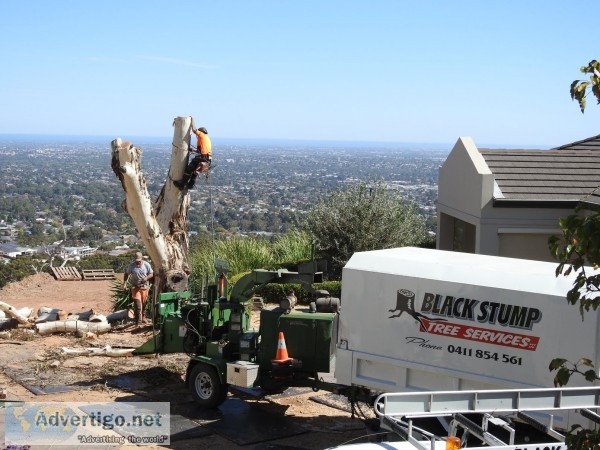 Tree pruning adelaide hills