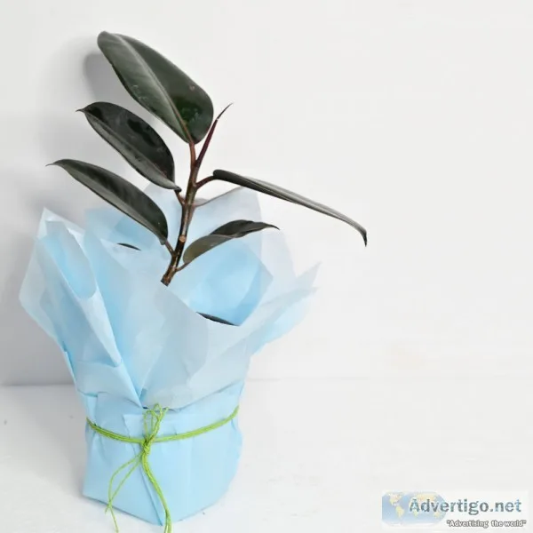 Designer cake delivery in Chandigarh | Cake plants & flowers