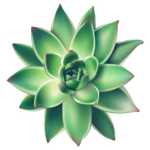 Succulents greener - a paradise for succulents lover