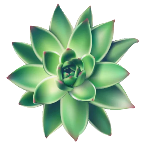 Succulents greener - a paradise for succulents lover