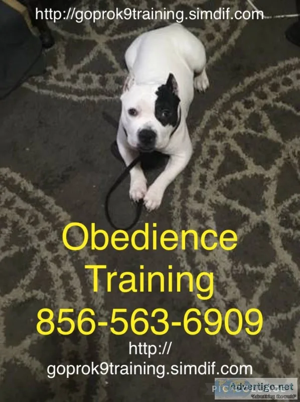 Affordable k9 trainer 4 hire