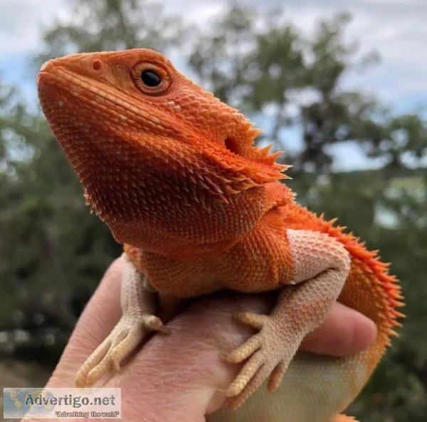 Amazon reptiles