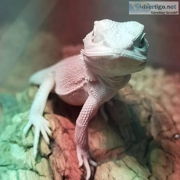 Amazon reptiles