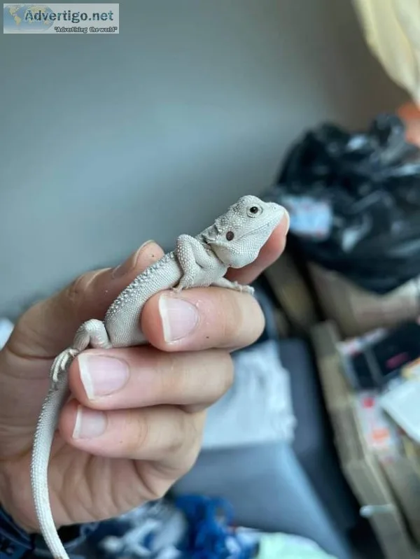 Amazon reptiles