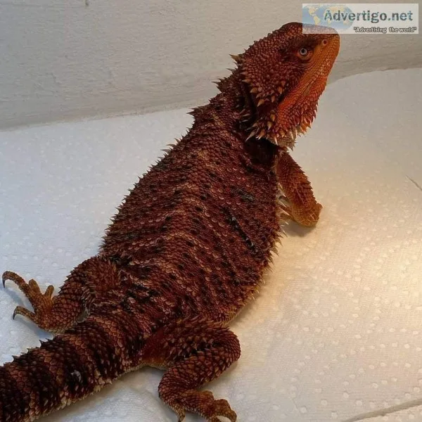 Amazon reptiles