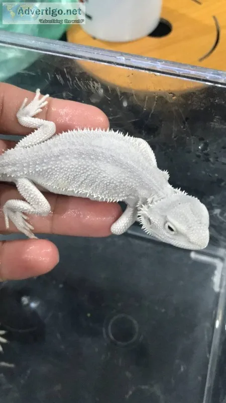 Amazon reptiles