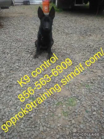 Perfect obedience training deal ????