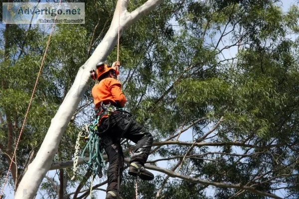 Wherewith to Grind a Tree Stump Yourself