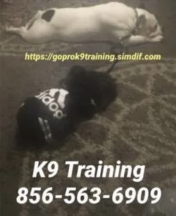 Handling out of control canines