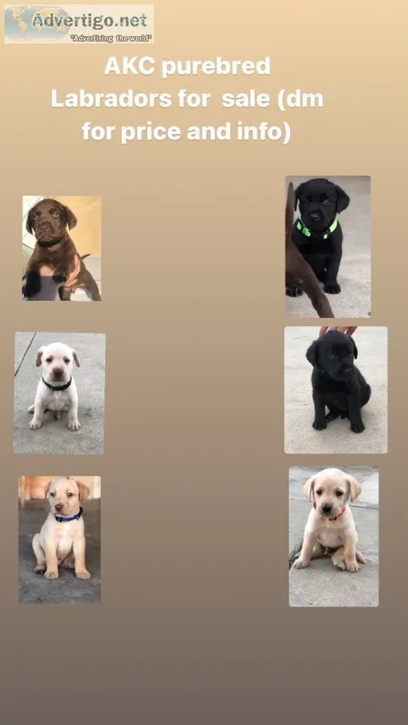 Akc labrador retriever