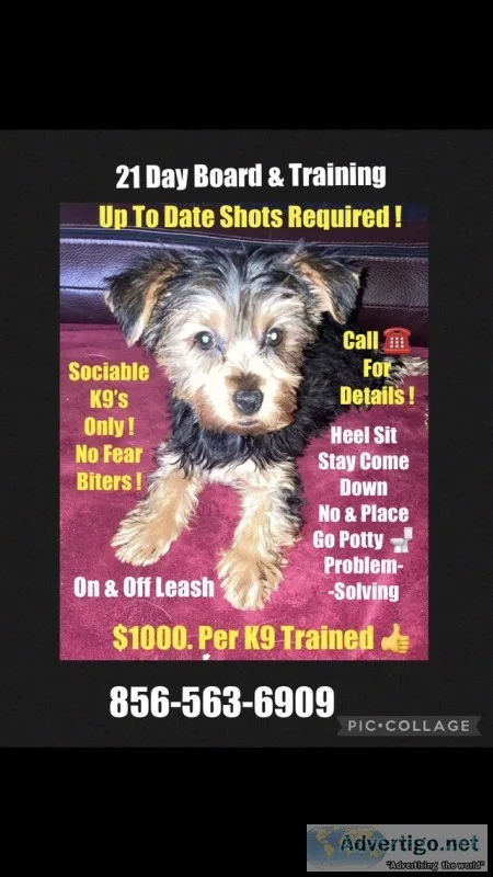 Puppy socialization training and