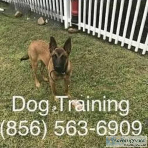 K9 trainer for ur out of control k9