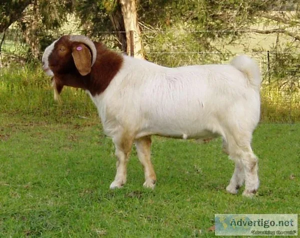 Big boned Boer bucks
