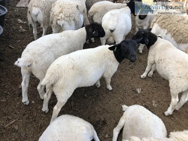 Dorper Sheep For Sale