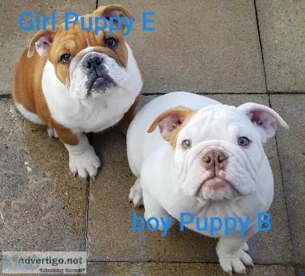 AKC English Bulldog puppies
