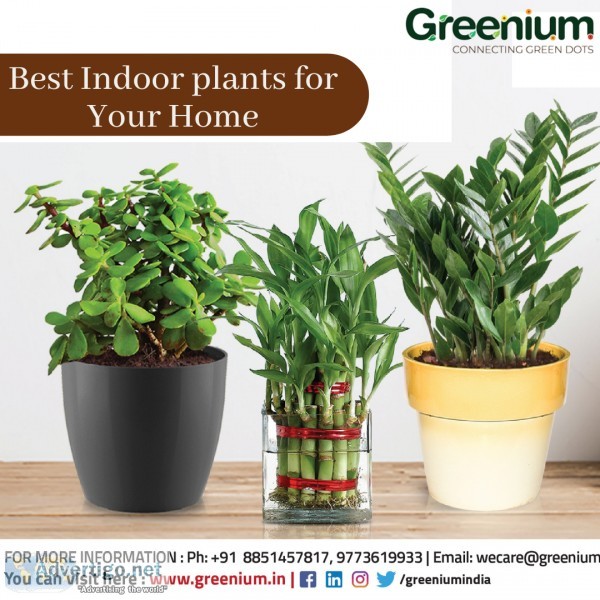 Indoor plants