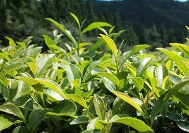 Matcha benefits for skin